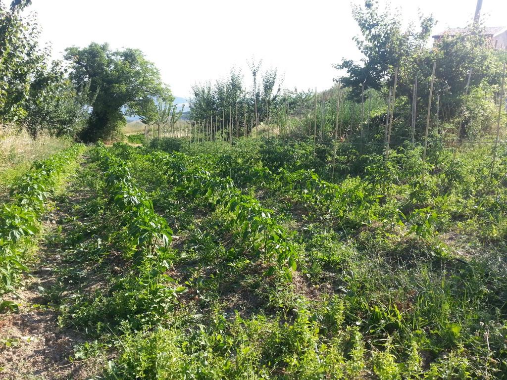 Agriturismo Eutopia San Leo Eksteriør billede